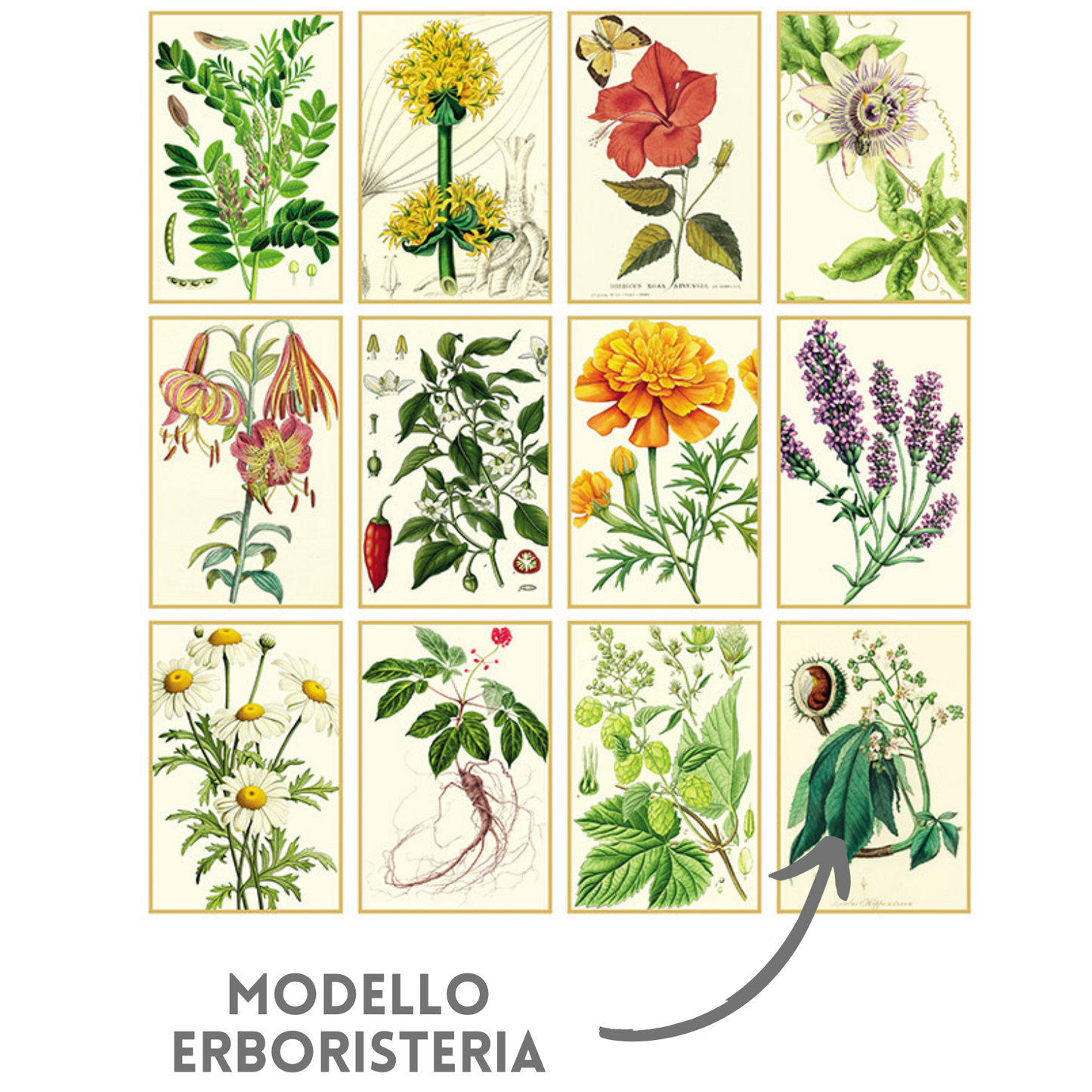Calendario illustrato 2026 Erboristeria | Cod. PA011