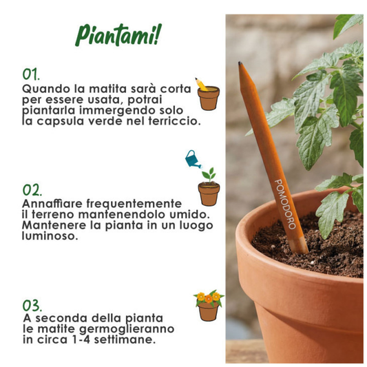Matite piantabili personalizzate semi di pomodoro | PD574PO